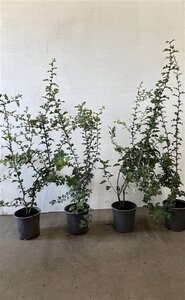 Crataegus monogyna 60-80 cm cont. 2,5L