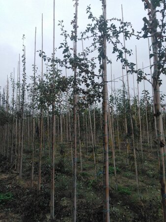 Crataegus monogyna 6-8 Hoogstam wortelgoed - afbeelding 5
