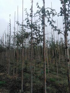 Crataegus monogyna 6-8 Hoogstam wortelgoed - afbeelding 5