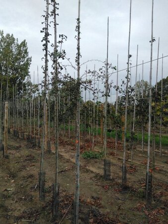 Crataegus monogyna 6-8 Hoogstam wortelgoed - afbeelding 3