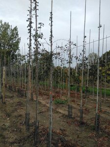 Crataegus monogyna 6-8 Hoogstam wortelgoed - afbeelding 3