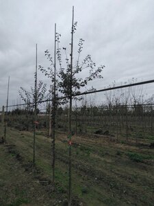 Crataegus monogyna 6-8 Hoogstam wortelgoed - afbeelding 6