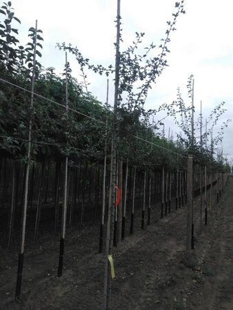 Crataegus monogyna 6-8 Hoogstam wortelgoed - afbeelding 4