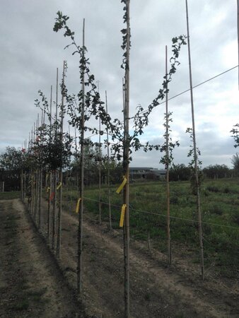 Crataegus monogyna 6-8 Hoogstam wortelgoed - afbeelding 2