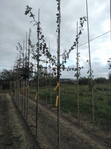 Crataegus monogyna 6-8 Hoogstam wortelgoed - afbeelding 2