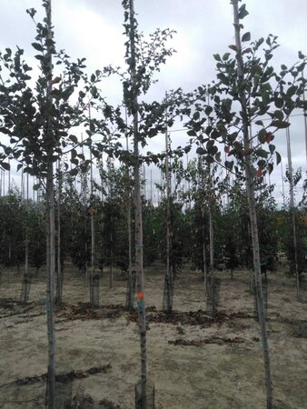 Crataegus monogyna 6-8 Hoogstam wortelgoed - afbeelding 1