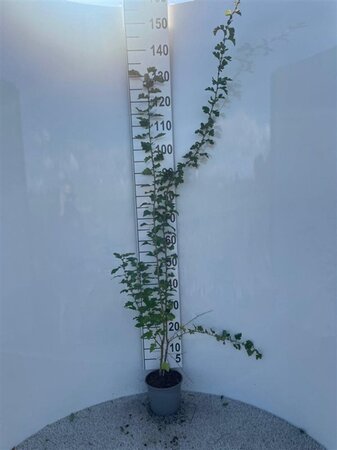 Crataegus monogyna 80-100 cm cont. 2,0L - afbeelding 1