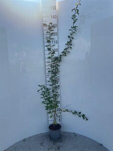 Crataegus monogyna 80-100 cm cont. 2,0L - afbeelding 1