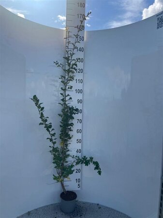 Crataegus monogyna 80-100 cm cont. 2,0L - afbeelding 2