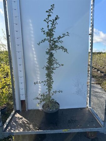 Crataegus monogyna 80-100 cm cont. 7,5L