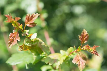 Crataegus monogyna 90-100 cm wortelgoed struik - afbeelding 15