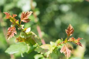 Crataegus monogyna 90-100 cm wortelgoed struik - afbeelding 15