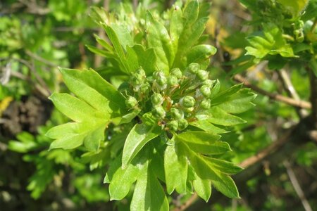 Crataegus monogyna 90-100 cm wortelgoed struik - afbeelding 13
