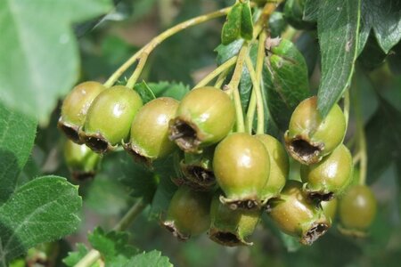 Crataegus monogyna 90-100 cm wortelgoed struik - afbeelding 10