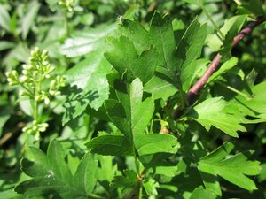 Crataegus monogyna 90-100 cm wortelgoed struik - afbeelding 6