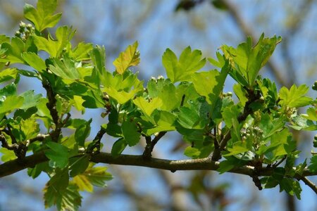 Crataegus monogyna 90-100 cm wortelgoed struik - afbeelding 5