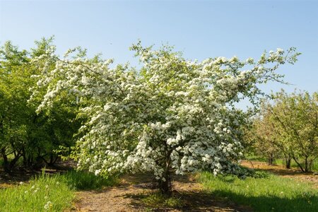 Crataegus monogyna 90-100 cm wortelgoed struik - afbeelding 3
