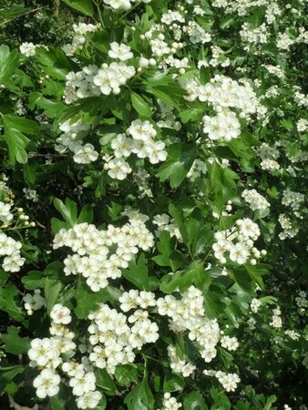 Crataegus monogyna 90-100 cm wortelgoed struik - afbeelding 2
