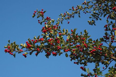 Crataegus monogyna 90-100 cm wortelgoed struik - afbeelding 18
