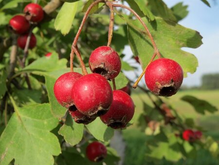 Crataegus monogyna 90-100 cm wortelgoed struik - afbeelding 1