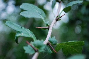 Crataegus monogyna 90-100 cm wortelgoed struik - afbeelding 17