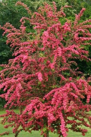 Crataegus media 'Paul's Scarlet' 100-125 cm wortelgoed - afbeelding 7