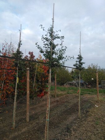 Crataegus media 'Paul's Scarlet' 10-12 Hoogstam wortelgoed - afbeelding 4