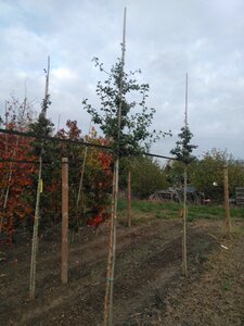 Crataegus media 'Paul's Scarlet' 10-12 Hoogstam wortelgoed - afbeelding 4