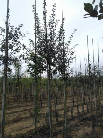 Crataegus media 'Paul's Scarlet' 10-12 Hoogstam wortelgoed - afbeelding 1