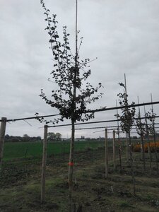 Crataegus media 'Paul's Scarlet' 10-12 Hoogstam wortelgoed - afbeelding 2