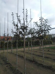 Crataegus media 'Paul's Scarlet' 10-12 Hoogstam wortelgoed - afbeelding 3