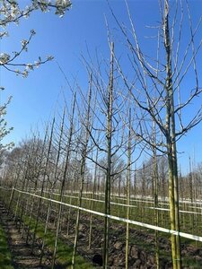 Crataegus media 'Paul's Scarlet' 12-14 Hoogstam draadkluit 2 X verplant - afbeelding 2