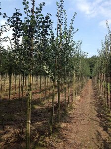 Crataegus media 'Paul's Scarlet' 12-14 Hoogstam draadkluit 2 X verplant - afbeelding 5