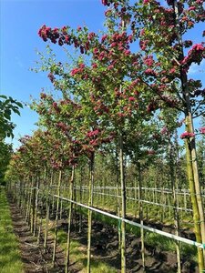 Crataegus media 'Paul's Scarlet' 18-20 Hoogstam draadkluit 3 X verplant - afbeelding 3