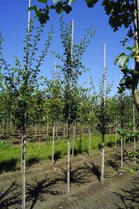 Crataegus media 'Paul's Scarlet' 6-8 Hoogstam draadkluit