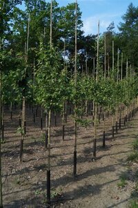 Crataegus media 'Paul's Scarlet' 6-8 Hoogstam draadkluit - afbeelding 2