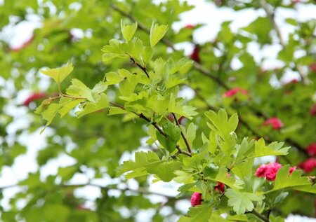 Crataegus media 'Paul's Scarlet' 80-120 cm met kluit struik - afbeelding 5