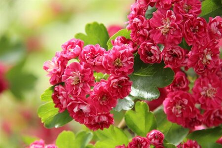 Crataegus media 'Paul's Scarlet' 80-120 cm met kluit struik - afbeelding 9