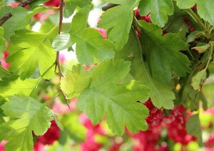 Crataegus media 'Paul's Scarlet' 80-120 cm wortelgoed 3 tak struik - afbeelding 3