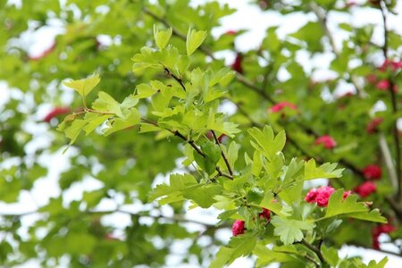 Crataegus media 'Paul's Scarlet' 80-120 cm wortelgoed 3 tak struik - afbeelding 6
