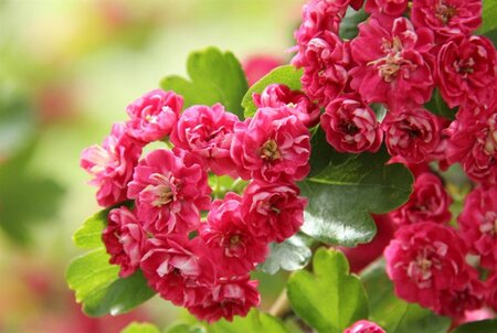 Crataegus media 'Paul's Scarlet' 80-120 cm wortelgoed 3 tak struik - afbeelding 8