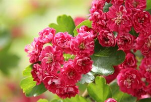 Crataegus media 'Paul's Scarlet' 80-120 cm wortelgoed 3 tak struik - afbeelding 8