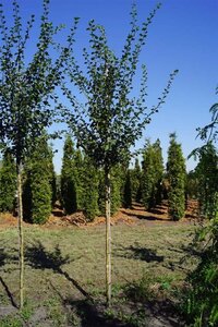 Crataegus media 'Paul's Scarlet' 8-10 Hoogstam draadkluit