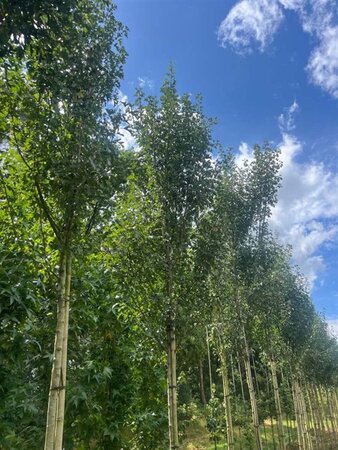 Crataegus monogyna 'Stricta' 10-12 Hoogstam draadkluit - afbeelding 8