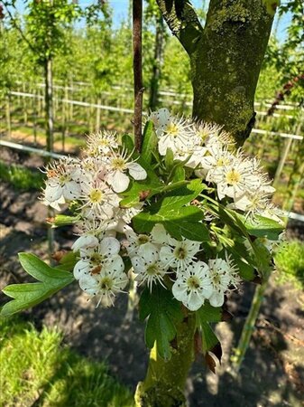 Crataegus monogyna 'Stricta' 12-14 Hoogstam draadkluit 2 X verplant - afbeelding 3