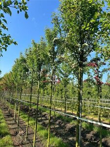 Crataegus monogyna 'Stricta' 12-14 Hoogstam draadkluit 2 X verplant - afbeelding 2