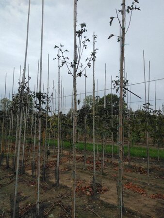 Crataegus monogyna 'Stricta' 6-8 Hoogstam wortelgoed - afbeelding 8