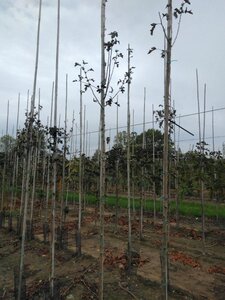 Crataegus monogyna 'Stricta' 6-8 Hoogstam wortelgoed - afbeelding 8