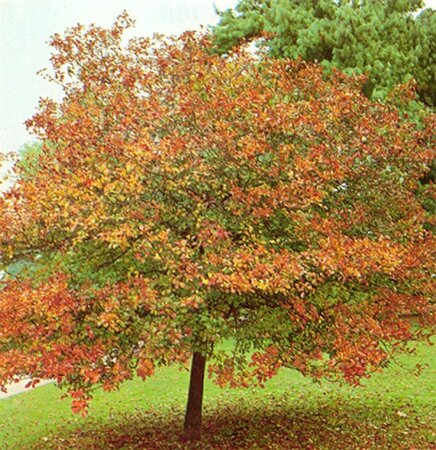 Crataegus persimilis 'Splendens' 6-8 Hoogstam wortelgoed - afbeelding 6