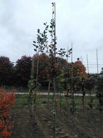 Crataegus persimilis 'Splendens' 8-10 Hoogstam wortelgoed - afbeelding 5